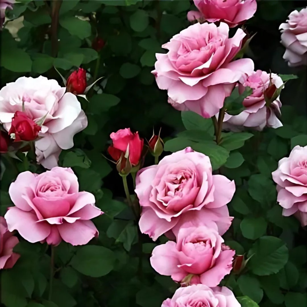 バラ苗 予約大苗 2026 プラム グレイ Plum Gray 国産ノイバラ台木使用