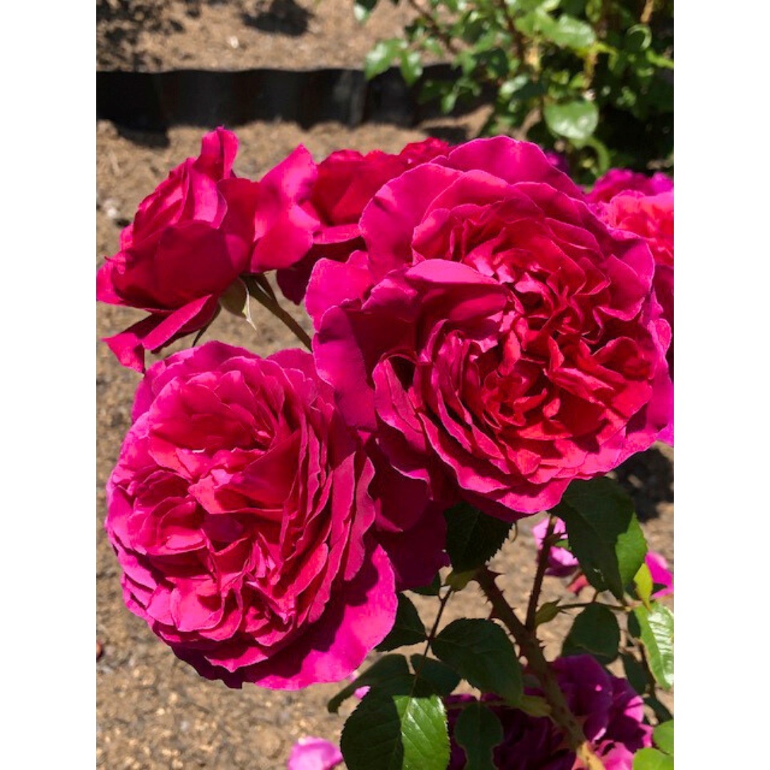 バラ苗 予約大苗 2026 彩 あや Aya 国産ノイバラ台木使用 | 予約大苗