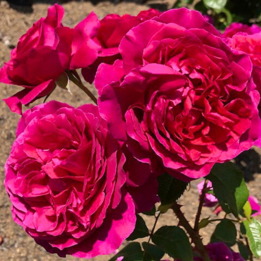 バラ苗 予約大苗 2026 彩 あや Aya 国産ノイバラ台木使用 | 予約大苗