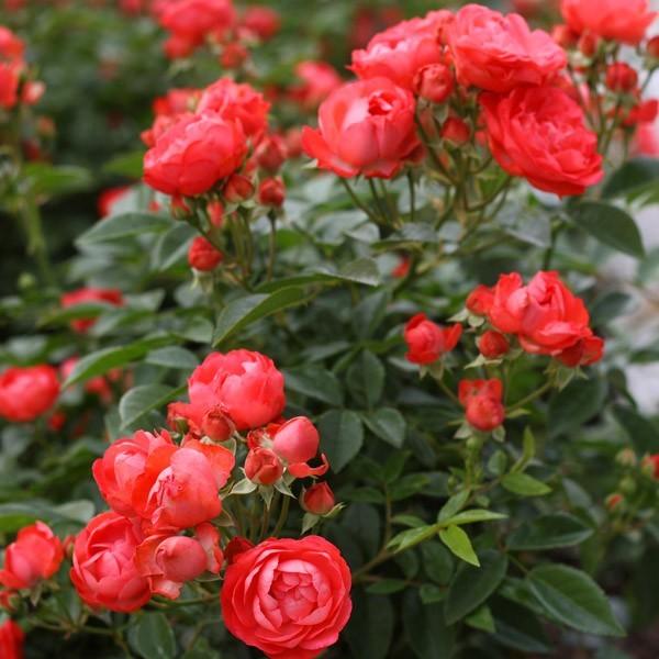 デェエマ バラ売り バラ苗 予約大苗 2026 マダム ドゥ スタール Madame de Stael 国産