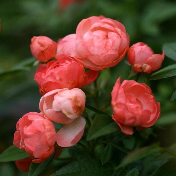 バラ苗 予約新苗 2026 オレンジ マザーズディ Orange Mothersday 国産