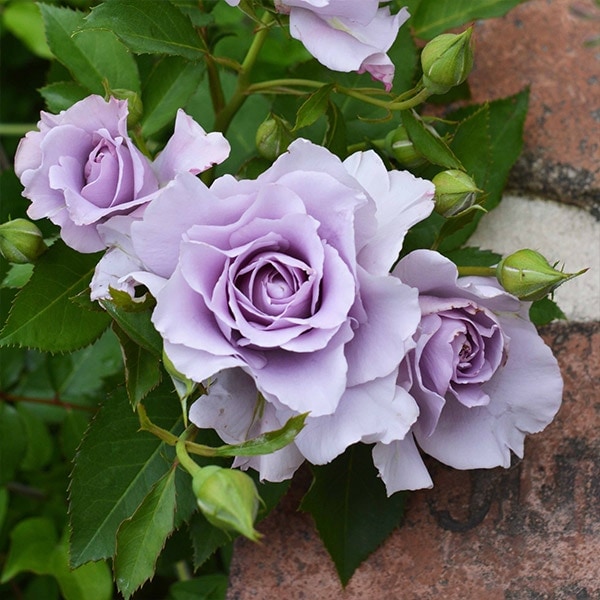 バラ苗 予約大苗 2026 爽 Sou 国産ノイバラ台木使用 | 予約大苗 2026