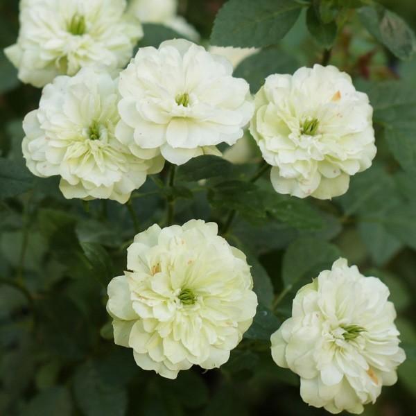 バラ苗 予約新苗 2026 グリーン アイス Green Ice 国産ノイバラ台木