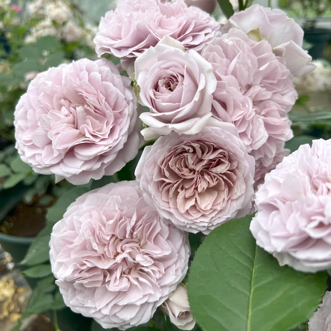 ひろココさま ご確認用 バラ苗木 ひろココさま ご確認用 バラ苗木 ひろココさま ご確認用 バラ苗木