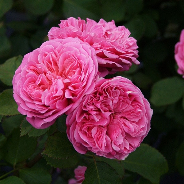 バラ苗 予約大苗 2026 マイ ディア My Dear 国産ノイバラ台木使用