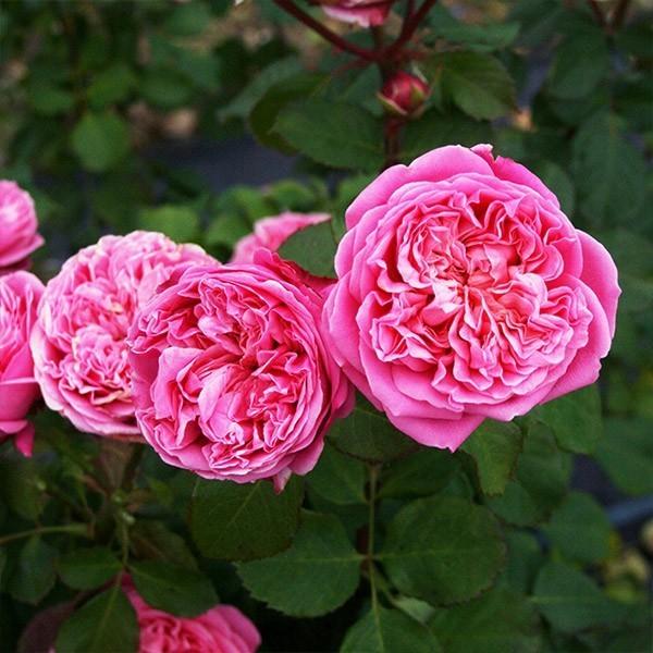 バラ苗 予約大苗 2026 マイ ディア My Dear 国産ノイバラ台木使用 | 無