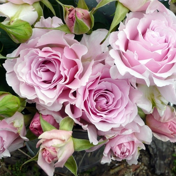 バラ苗 鉢植え6寸 2025 ラ マリエ La Mariée 国産ノイバラ台木