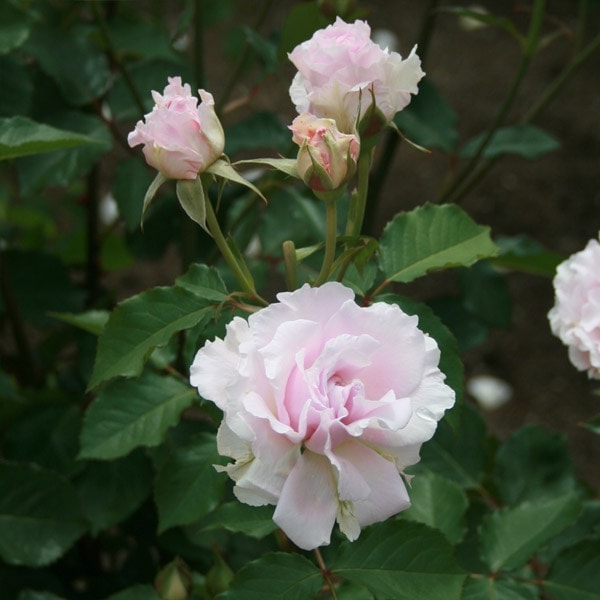 定価　5,775円■送料無料■イノセントワールド■ローズドゥマリエ薔薇クリップ 定価 5,775円□送料無料□イノセントワールド□ローズドゥマリエ