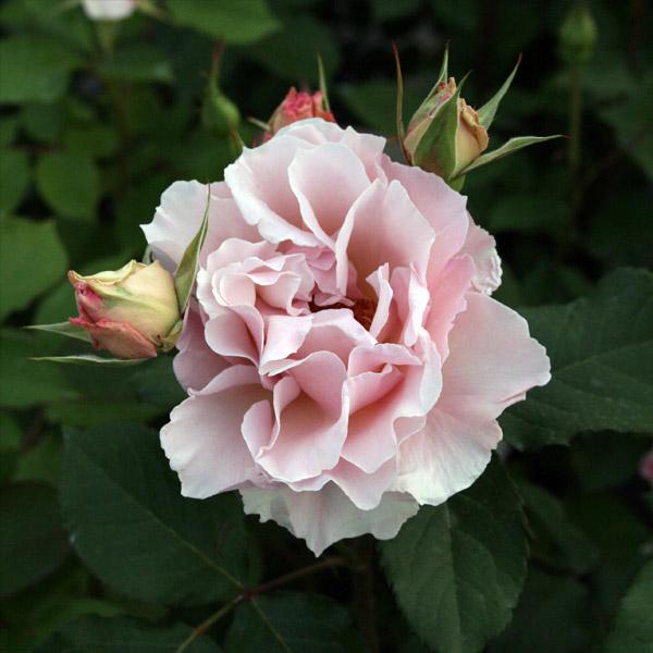 定価　5,775円■送料無料■イノセントワールド■ローズドゥマリエ薔薇クリップ 定価 5,775円□送料無料□イノセントワールド□ローズドゥマリエ