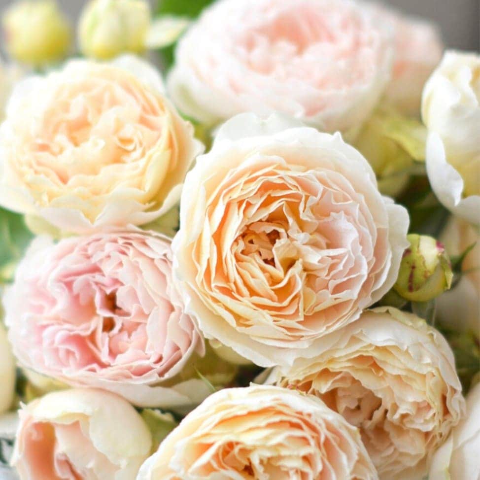 バラ苗 大苗 2026 アンヌ Anne 国産ノイバラ台木使用 | 大苗 2026