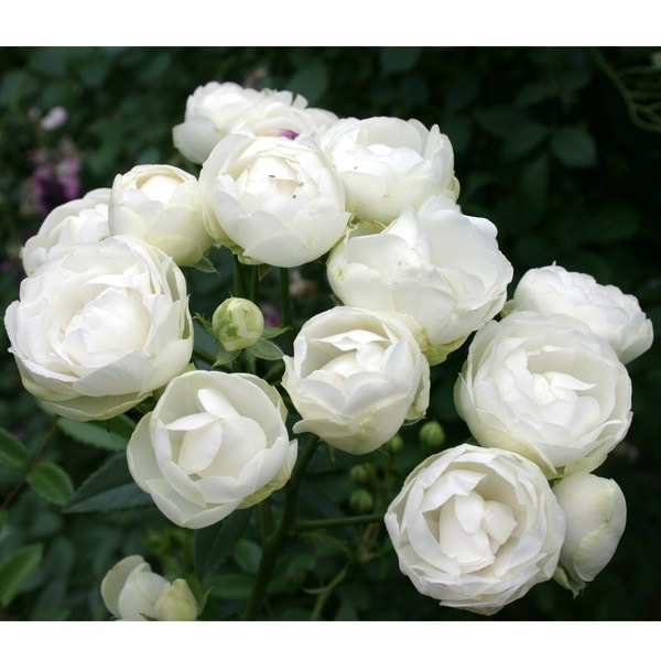 バラ苗 予約新苗 2026 ホワイト コスター White Koster 国産ノイバラ台