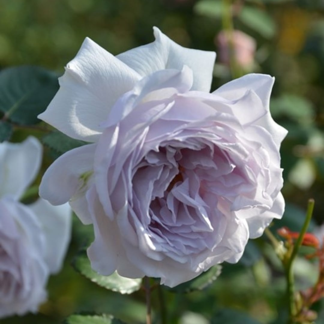 ひろココさま ご確認用 バラ苗木 ひろココさま ご確認用 バラ苗木 楽天市場】【まもなく締め切り