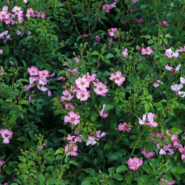 バラ苗 予約大苗 2026 リムセ 国産ノイバラ台木使用 | 予約大苗 2026