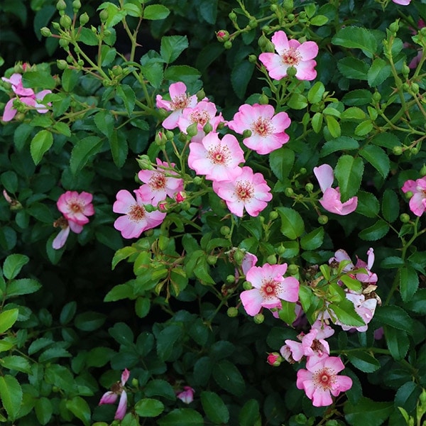 バラ苗 予約大苗 2026 リムセ 国産ノイバラ台木使用 | 予約大苗 2026