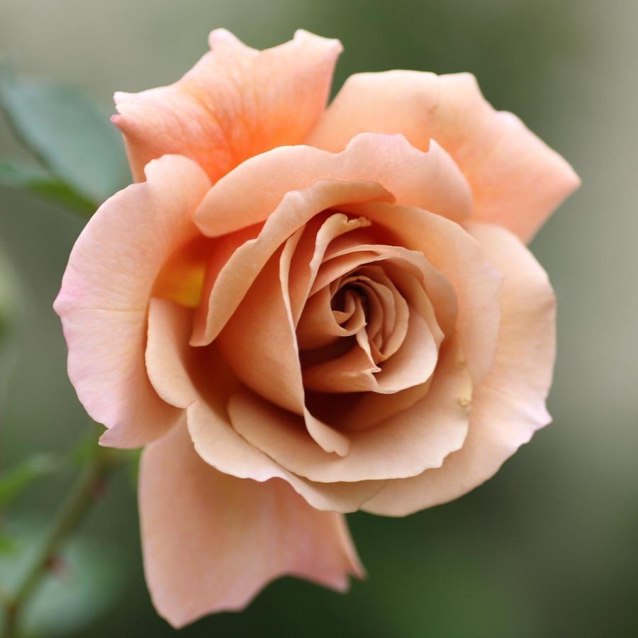 バラ苗 予約新苗 2026 ジュリア Julia 国産ノイバラ台木使用 | 予約新