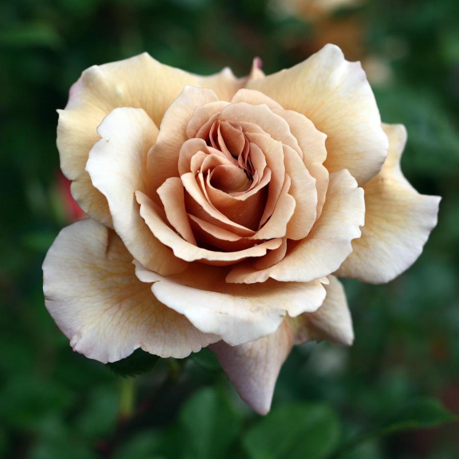 バラ苗 予約新苗 2026 ジュリア Julia 国産ノイバラ台木使用 | 予約新