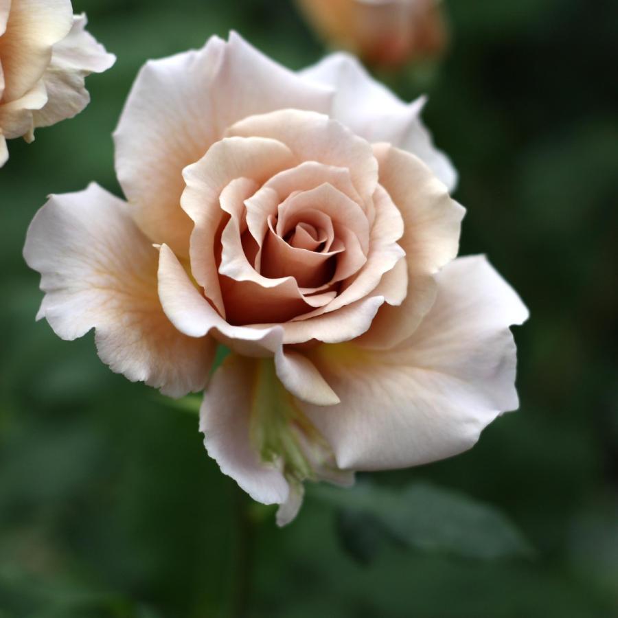 バラ苗　ジュリアベイビー③ 06fd0933d05a5ac4caf121ec734632