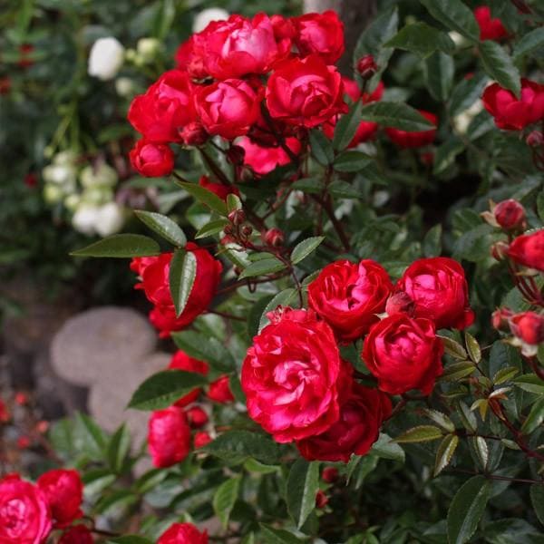 1_000000004729.jpg?1755148771