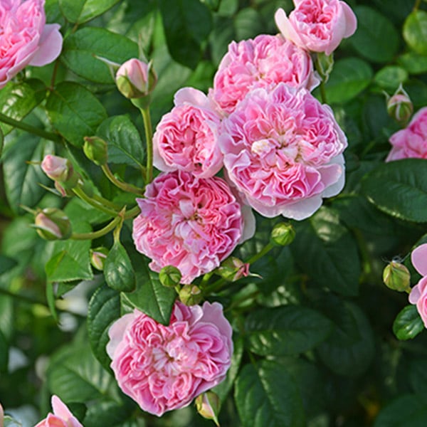 湖に咲く薔薇　3枚セット　ヘルメスやゴジラに バラ苗 図鑑 ベルサイユのばら La Rose de Versailles 国産