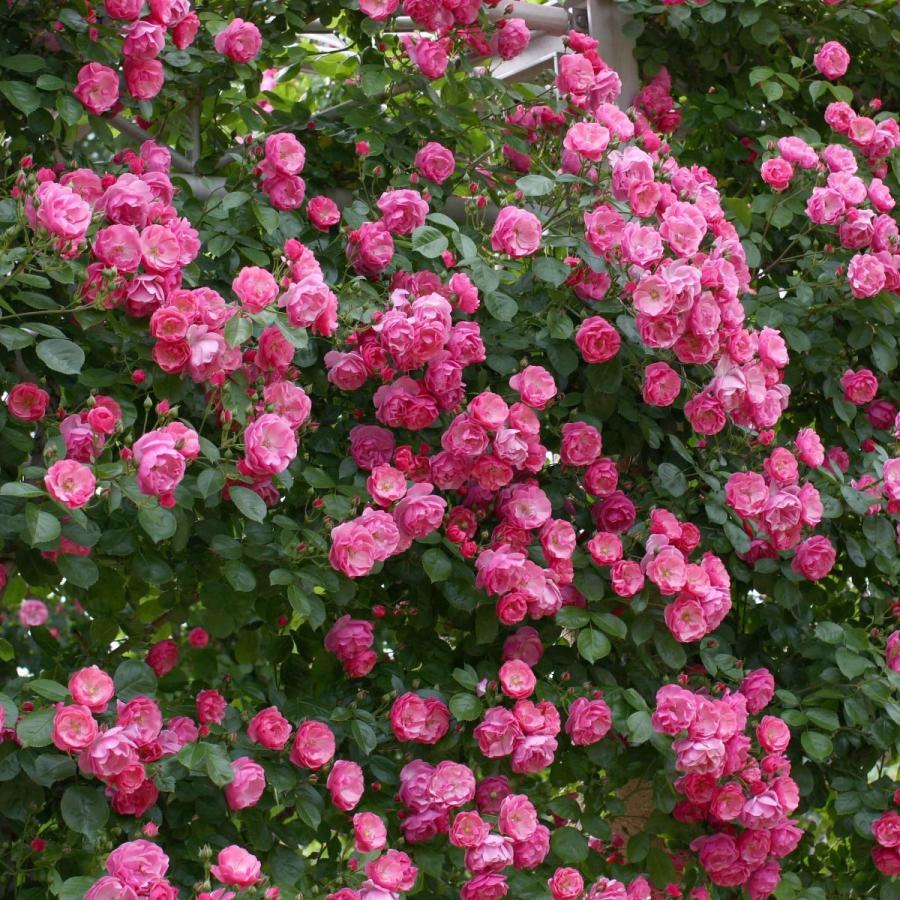 バラ苗 長尺苗 アンジェラ Angela 国産ノイバラ台木使用 | 長尺苗