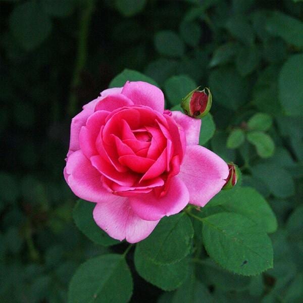 バラ苗 予約大苗 2026 リリカル Lyrical 国産ノイバラ台木使用 | 予約