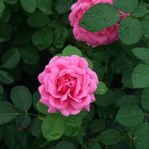 バラ苗 予約大苗 2026 リリカル Lyrical 国産ノイバラ台木使用 | 予約