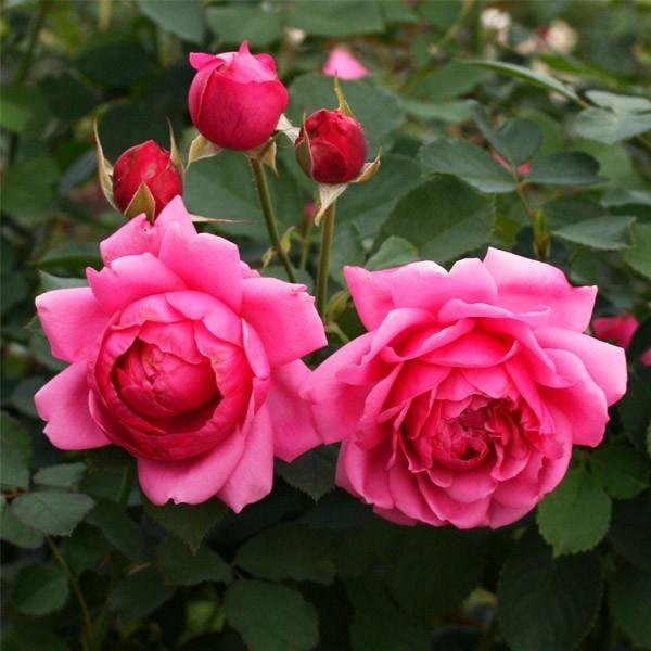 バラ苗 予約大苗 2026 リリカル Lyrical 国産ノイバラ台木使用 | 予約