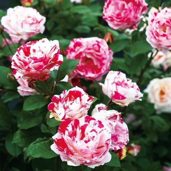 バラ苗 予約新苗 2026 センチメンタル Scentimental 国産ノイバラ台木