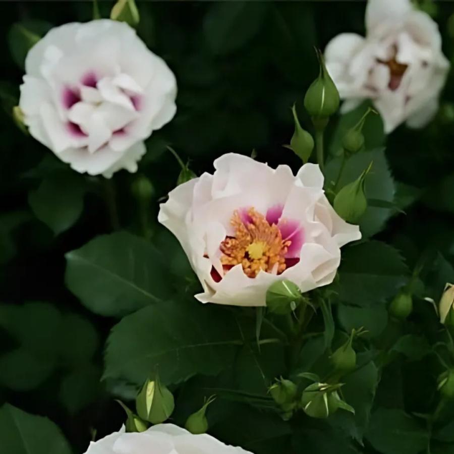 バラ苗 予約新苗 2026 アイズ フォー ユー Eyes for You 国産ノイバラ