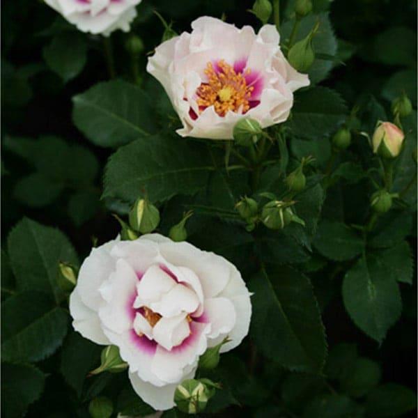 バラ苗 予約新苗 2026 アイズ フォー ユー Eyes for You 国産ノイバラ