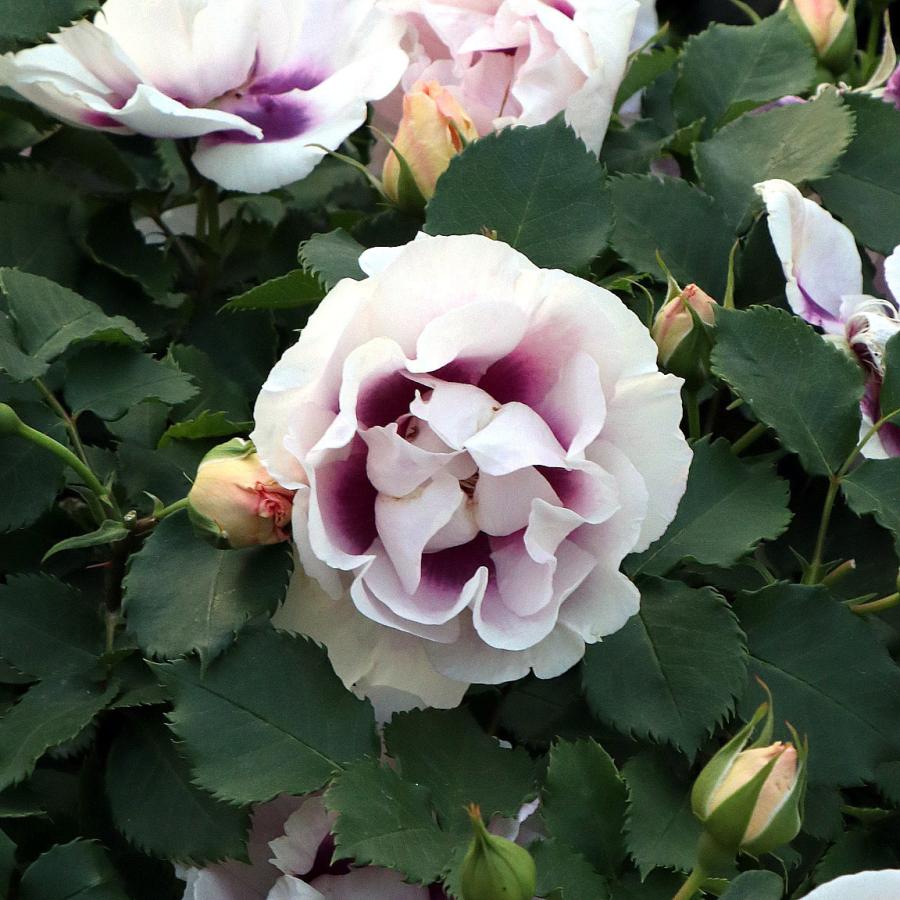 バラ苗 予約新苗 2026 アイズ フォー ユー Eyes for You 国産ノイバラ