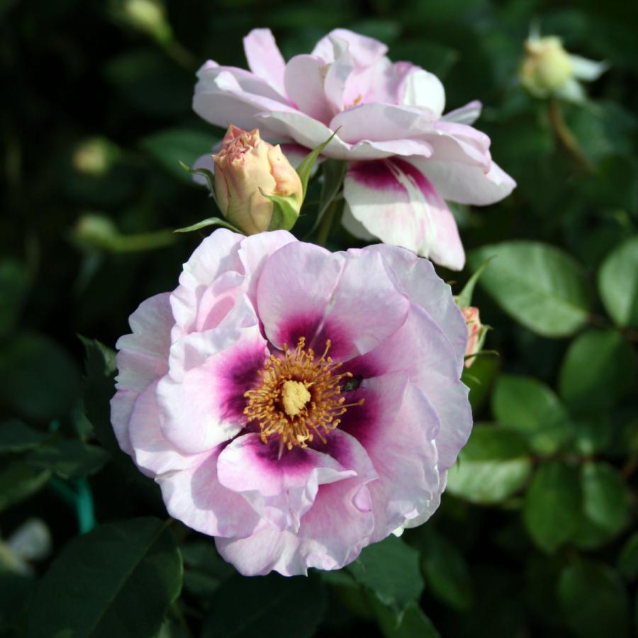 バラ苗 予約新苗 2026 アイズ フォー ユー Eyes for You 国産ノイバラ