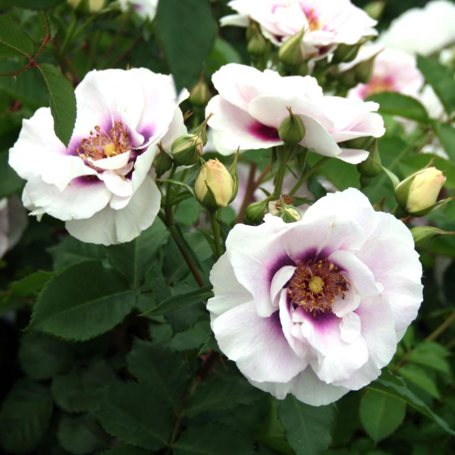 バラ苗 予約新苗 2026 アイズ フォー ユー Eyes for You 国産ノイバラ