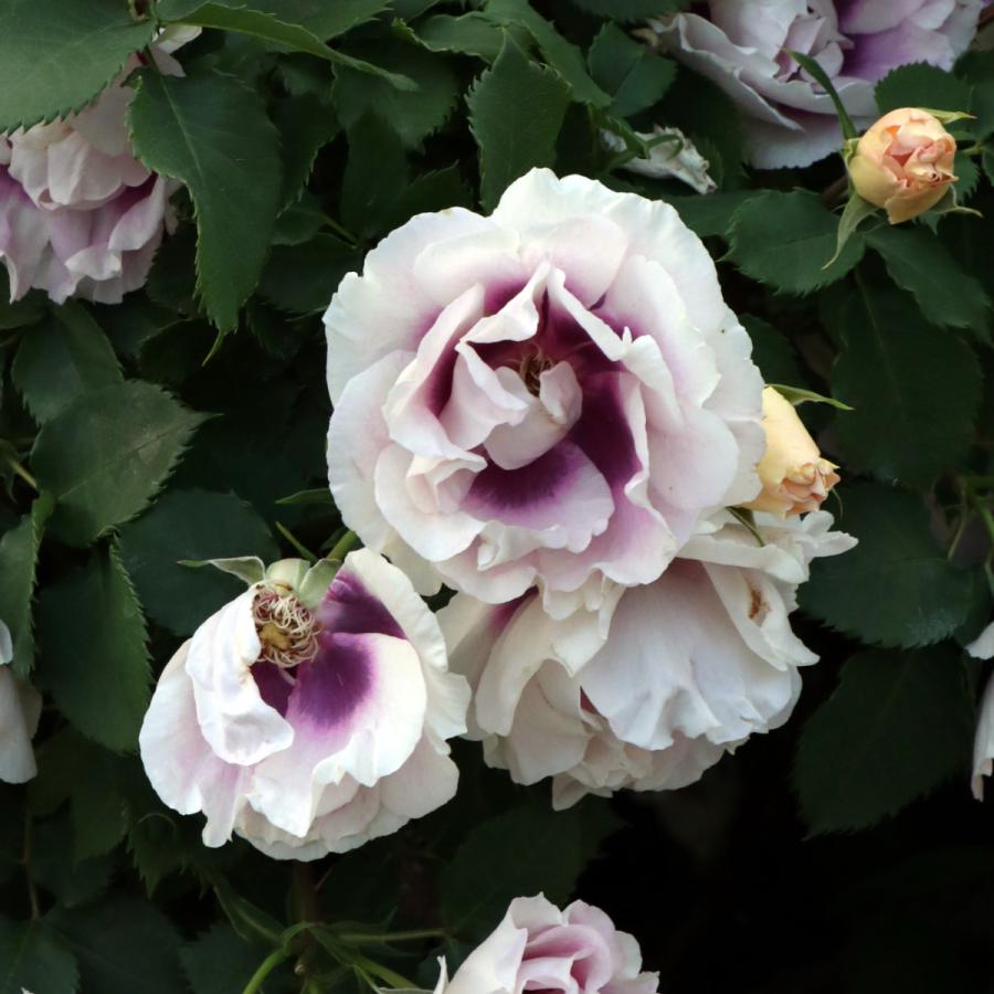 バラ苗 予約新苗 2026 アイズ フォー ユー Eyes for You 国産ノイバラ