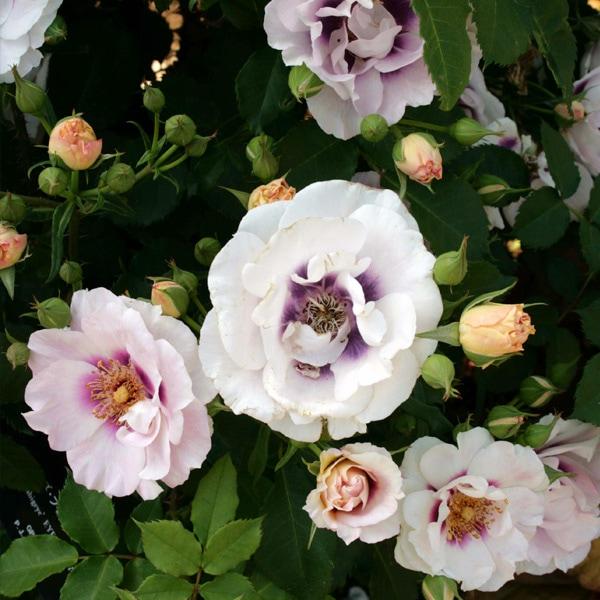 バラ苗 予約新苗 2026 アイズ フォー ユー Eyes for You 国産ノイバラ