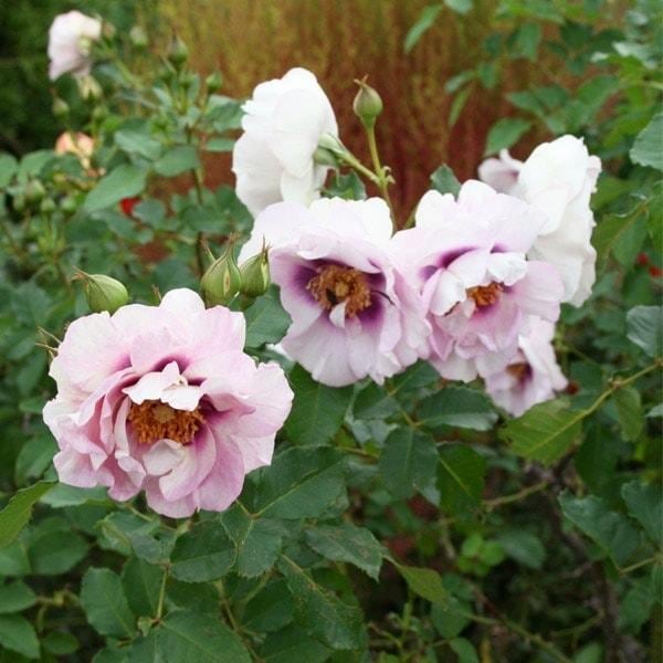 ♡Atsushi様♡ご予約　バラ苗 ♡Atsushi様♡ご予約 バラ苗