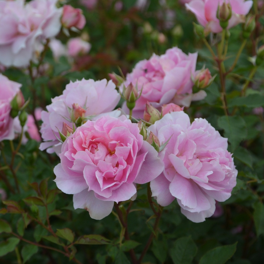 バラ苗 バラ苗 予約新苗 2026 ムーンライト ソナタ Moonlight Sonata