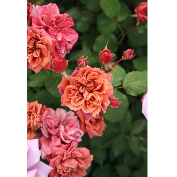 バラ苗 図鑑 茶々 Cha-cha 国産ノイバラ台木使用 | 系統から探す