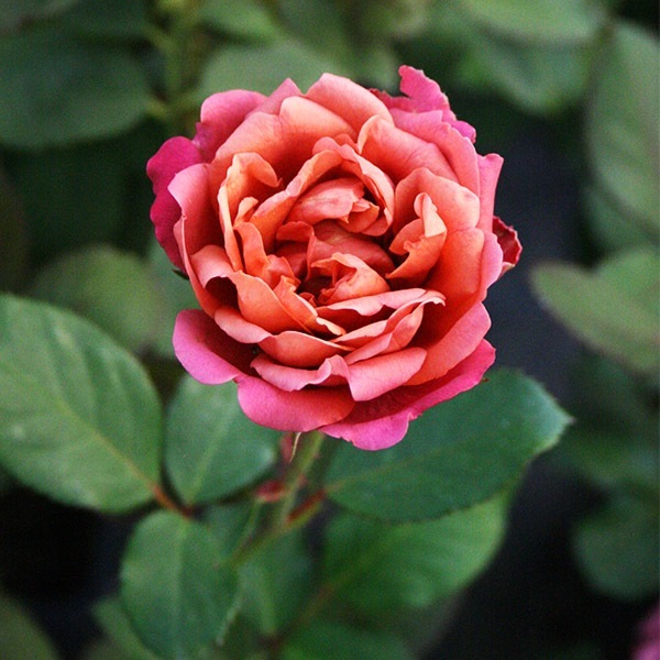 バラ苗 図鑑 茶々 Cha-cha 国産ノイバラ台木使用 | 系統から探す