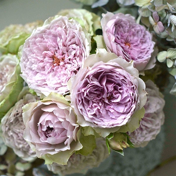 バラ苗 予約大苗 2026 コフレ Coffret 国産ノイバラ台木使用 | 予約