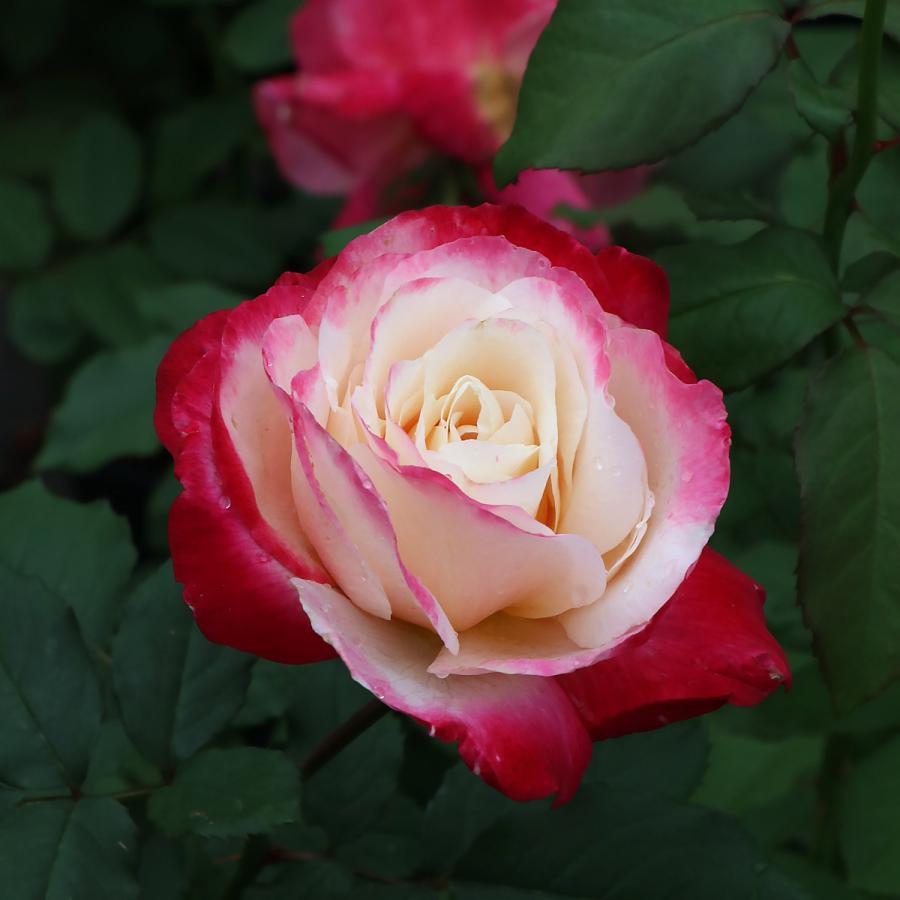 リングライト　２種　バラ売り Paradox Live Dope Show 2024 トレーディング LEDリング A（全14種