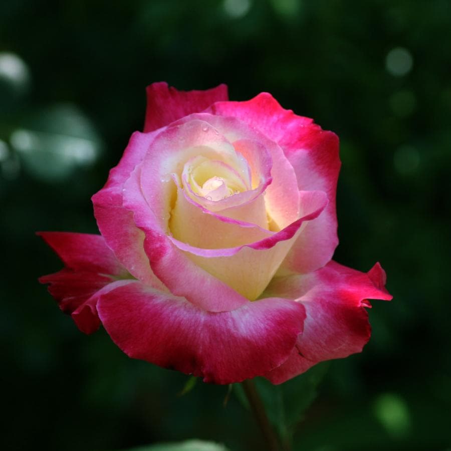 バラ苗 予約新苗 2026 ダブル デライト Double Delight 国産ノイバラ台