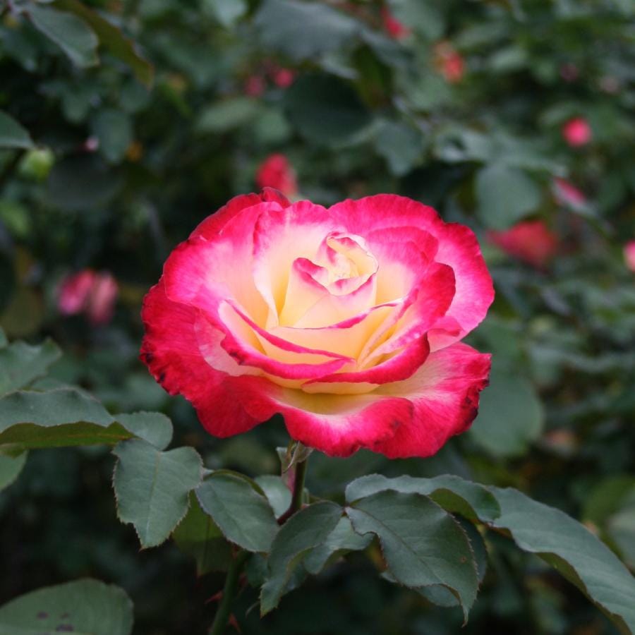 バラ苗 予約新苗 2026 ダブル デライト Double Delight 国産ノイバラ台