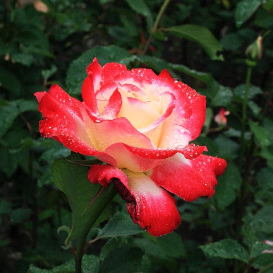 バラ苗 予約新苗 2026 ダブル デライト Double Delight 国産ノイバラ台