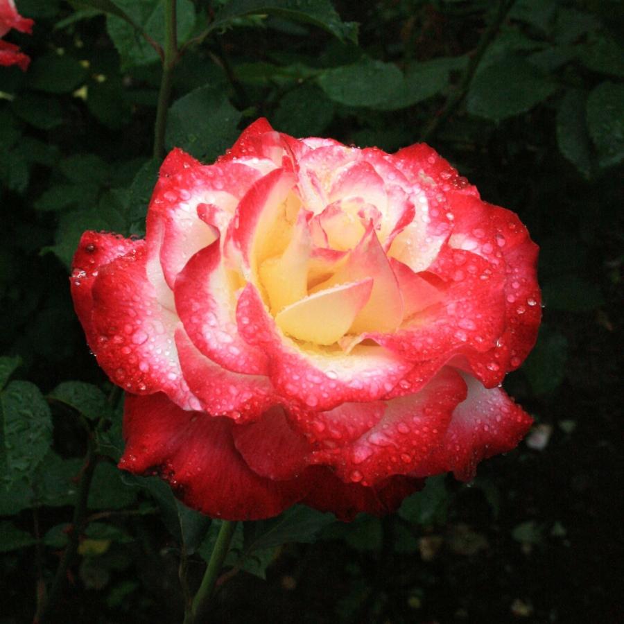 バラ苗 予約新苗 2026 ダブル デライト Double Delight 国産ノイバラ台