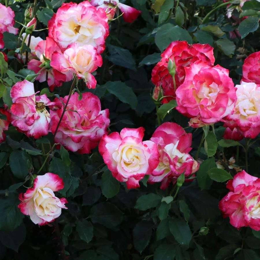 バラ苗 予約新苗 2026 ダブル デライト Double Delight 国産ノイバラ台