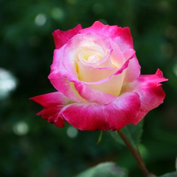 バラ バラ苗 予約新苗 2026 ダブル デライト Double Delight 国産ノイバラ台