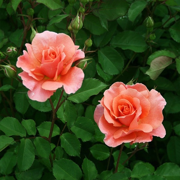 バラ苗 予約新苗 2026 サンセット グロウ Sunset Glow 国産ノイバラ台