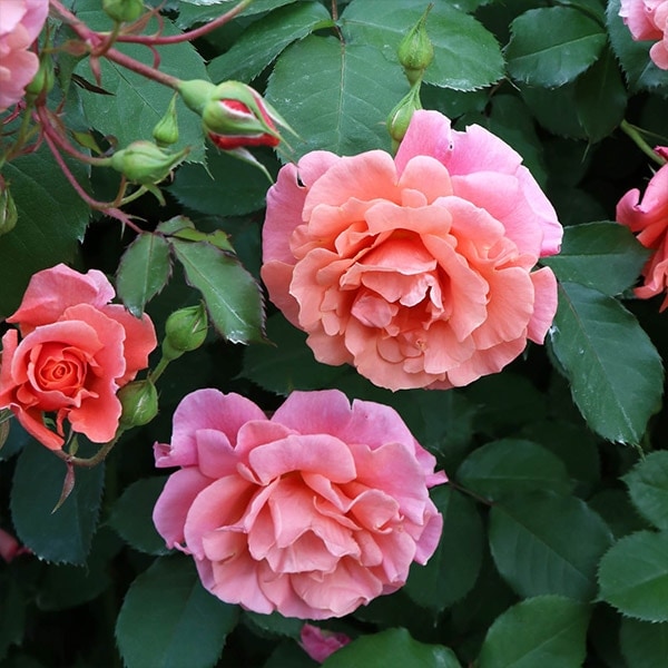 ソンナコトナイヨ　セット売り、バラ売り可能 母の日限定】生チョコレート