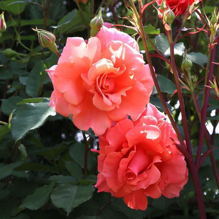 バラ苗 予約新苗 2026 サンセット グロウ Sunset Glow 国産ノイバラ台